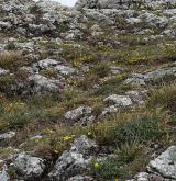 Pannská skalní vegetace s kostřavou sivou <i>(Bromo pannonici-Festucion pallentis)</i> / Porost