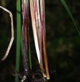 ostřice ostrá  <i>(Carex acutiformis)</i> / List