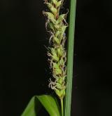 ostřice ostrá  <i>(Carex acutiformis)</i> / Květ/Květenství