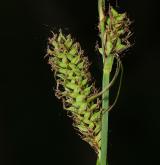 ostřice ostrá  <i>(Carex acutiformis)</i> / Květ/Květenství