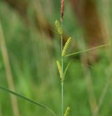 ostřice ostrá  <i>(Carex acutiformis)</i> / Květ/Květenství