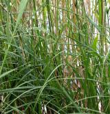 ostřice ostrá  <i>(Carex acutiformis)</i> / Habitus