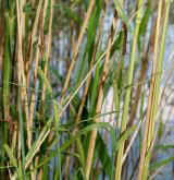 ostřice ostrá  <i>(Carex acutiformis)</i> / Habitus