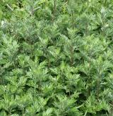 pelyněk černobýl <i>(Artemisia vulgaris)</i> / Habitus