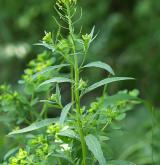 trýzel malokvětý <i>(Erysimum cheiranthoides)</i> / Habitus