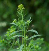 trýzel malokvětý <i>(Erysimum cheiranthoides)</i> / Habitus