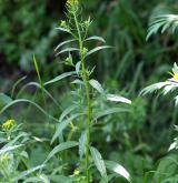 trýzel malokvětý <i>(Erysimum cheiranthoides)</i> / Habitus