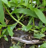 pomněnka bahenní <i>(Myosotis palustris)</i> / Stonek