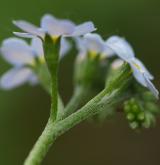 pomněnka bahenní <i>(Myosotis palustris)</i> / Květ/Květenství