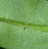 pomněnka bahenní <i>(Myosotis palustris)</i> / List