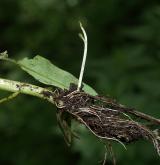 pomněnka bahenní <i>(Myosotis palustris)</i> / Zásobní orgán/orgán klonálního růstu