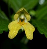 netýkavka malokvětá <i>(Impatiens parviflora)</i>