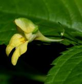 netýkavka malokvětá <i>(Impatiens parviflora)</i>