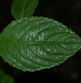 netýkavka malokvětá <i>(Impatiens parviflora)</i>