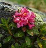 pěnišník rezavý <i>(Rhododendron ferrugineum)</i> / Květ/Květenství