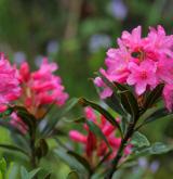 pěnišník rezavý <i>(Rhododendron ferrugineum)</i>