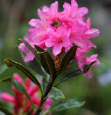 pěnišník rezavý <i>(Rhododendron ferrugineum)</i> / Květ/Květenství