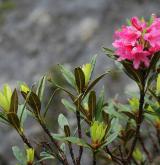 pěnišník rezavý <i>(Rhododendron ferrugineum)</i> / Habitus