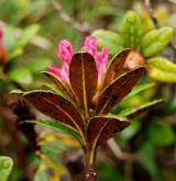 pěnišník rezavý <i>(Rhododendron ferrugineum)</i> / List