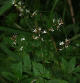 čarovník prostřední <i>(Circaea ×intermedia)</i> / Květ/Květenství