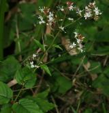 čarovník prostřední <i>(Circaea ×intermedia)</i> / Květ/Květenství