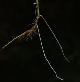 čarovník prostřední <i>(Circaea ×intermedia)</i> / Zásobní orgán/orgán klonálního růstu