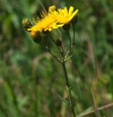 jestřábník okoličnatý <i>(Hieracium umbellatum)</i> / Květ/Květenství