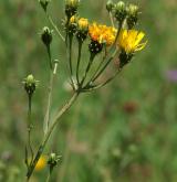 jestřábník okoličnatý <i>(Hieracium umbellatum)</i> / Květ/Květenství