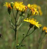 jestřábník okoličnatý <i>(Hieracium umbellatum)</i> / Květ/Květenství