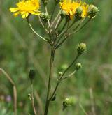 jestřábník okoličnatý <i>(Hieracium umbellatum)</i> / Květ/Květenství