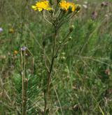 jestřábník okoličnatý <i>(Hieracium umbellatum)</i> / Květ/Květenství