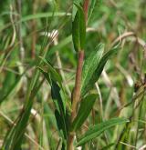 jestřábník okoličnatý <i>(Hieracium umbellatum)</i> / List