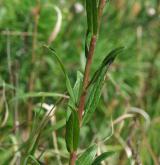 jestřábník okoličnatý <i>(Hieracium umbellatum)</i> / List