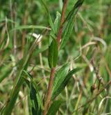 jestřábník okoličnatý <i>(Hieracium umbellatum)</i> / List