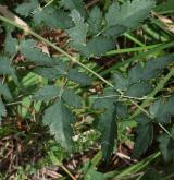 smldník jelení <i>(Peucedanum cervaria)</i> / List