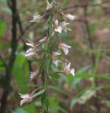 kruštík bahenní <i>(Epipactis palustris)</i> / Květ/Květenství