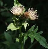 pcháč zelinný  <i>(Cirsium oleraceum)</i>