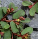 pryšec poléhavý <i>(Euphorbia humifusa)</i> / Květ/Květenství