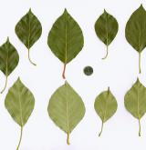 topol balzámový <i>(Populus balsamifera)</i> / List