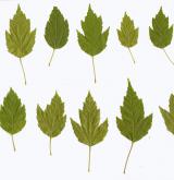 javor tatarský <i>(Acer tataricum)</i> / List