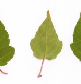 javor hloholistý <i>(Acer crataegifolium)</i> / List