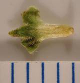 bříza karpatská <i>(Betula carpatica)</i> / Plod
