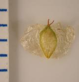 bříza karpatská <i>(Betula carpatica)</i> / Plod