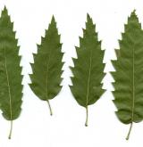 dub cer × libanonský <i>(Quercus ×libanerris)</i> / List