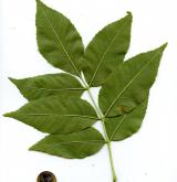 jasan mandžuský <i>(Fraxinus mandshurica)</i> / List