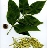 jasan mandžuský <i>(Fraxinus mandshurica)</i> / List