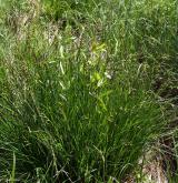 ostřice trsnatá <i>(Carex cespitosa)</i> / Habitus