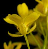 rukevník východní <i>(Bunias orientalis)</i> / Květ/Květenství