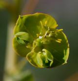 pryšec prutnatý <i>(Euphorbia waldsteinii)</i> / Květ/Květenství