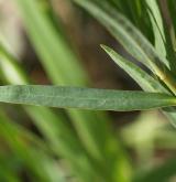 pryšec prutnatý <i>(Euphorbia waldsteinii)</i> / List
